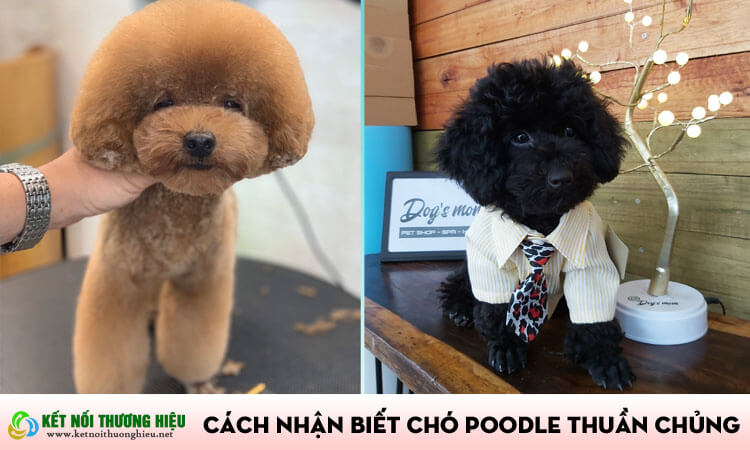 Cách Nhận Biết Chó Poodle Thuần Chủng Và Các Giống Lai