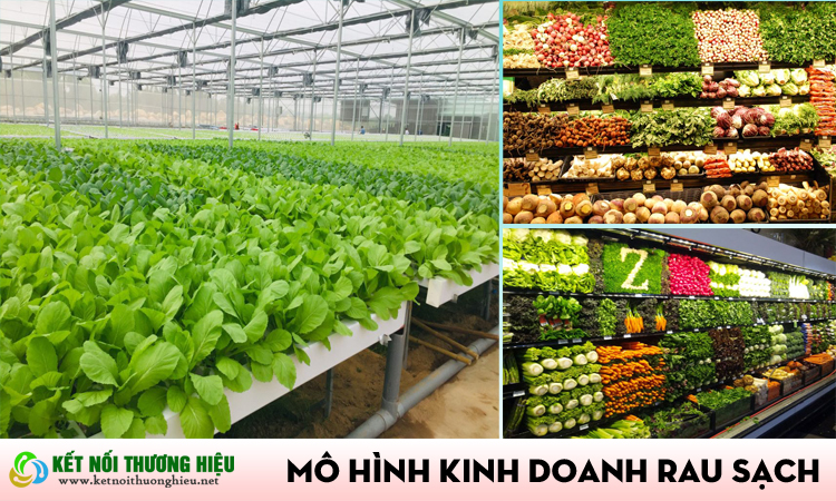 Mô hình kinh doanh rau sạch