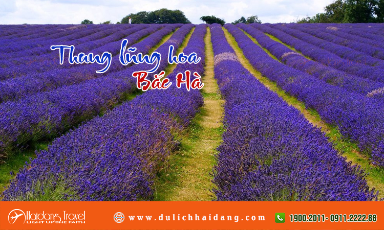 Thung lũng hoa Bắc Hà