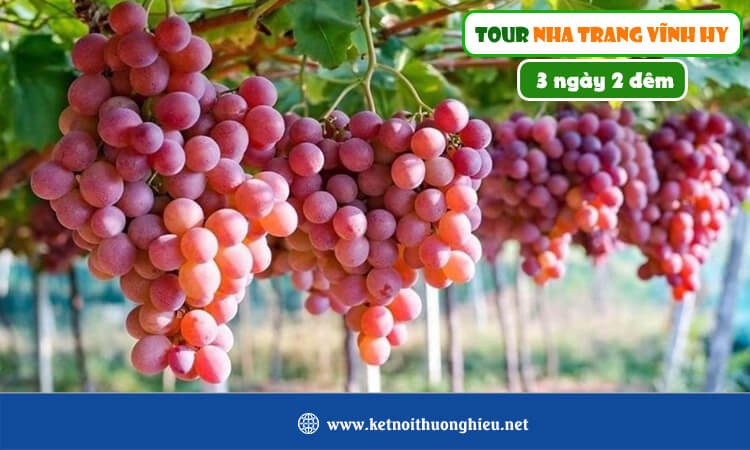 Tour Nha Trang Vĩnh Hy 3 ngày 2 đêm 